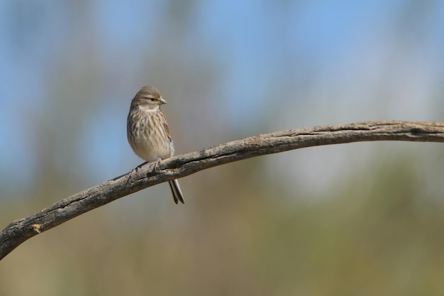 The common linnet is a species of passerine bird in the fringillidae family