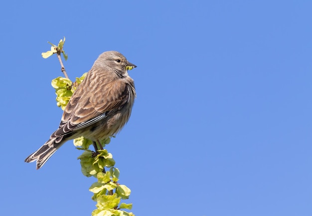 Common linnet Linaria cannabina The male sits on a branch against the sky