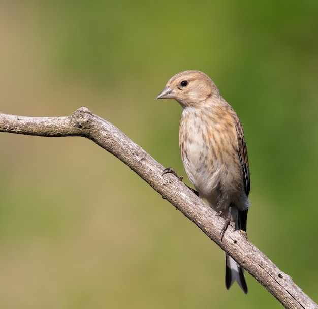 Common linnet Linaria cannabina A young bird sits on a branch against a beautiful green blurred background