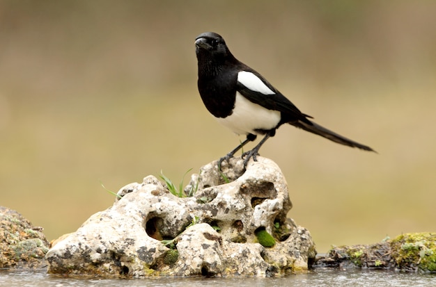 一般的なカササギ、鳥、カラス科、カササギ、ピカピカ、パイカ