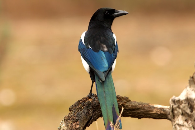 一般的なカササギ、鳥、カラス科、カササギ、ピカピカ、パイカ