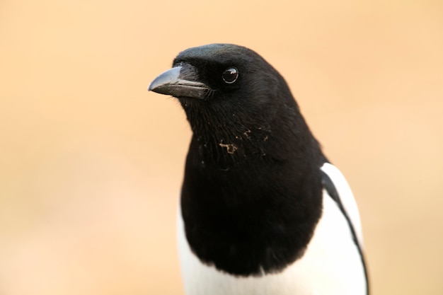 Common magpie with the first light of the day on a cold winter day in a Mediterranean forest