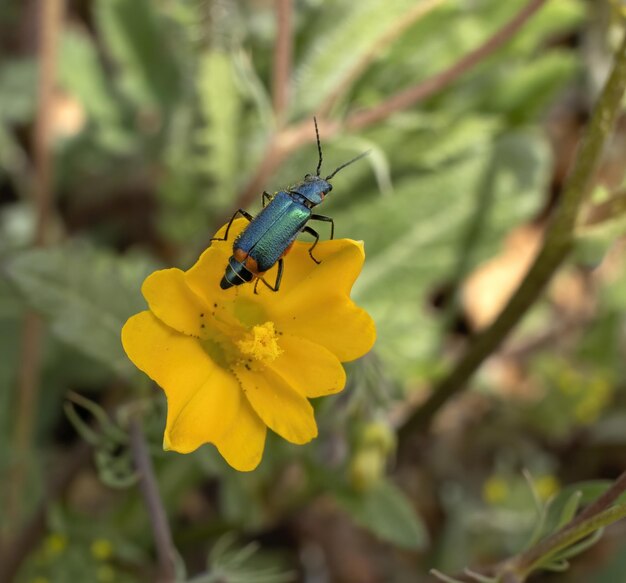 Common Malachius Malachius bipustulatus Malachius는 꽃  ⁇ 정벌레의 속이다.