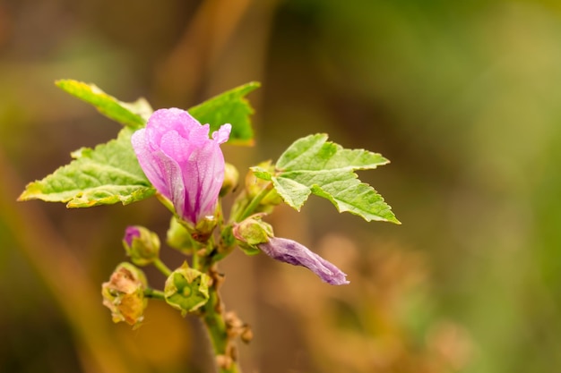 Мальва обыкновенная Malva sylvestris с цветами