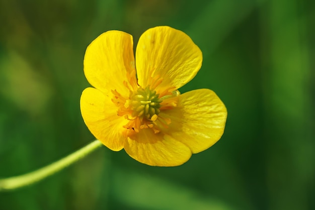 일반적인 초원 미나리 - Ranunculus acris - 밝은 노란색 꽃, 녹색 잔디 배경, 근접 촬영 세부 사항