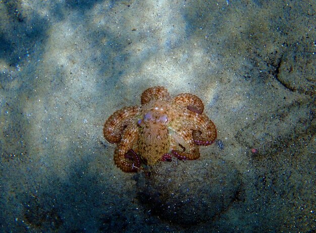 Common Mediterranean octopus - Octopus vulgaris