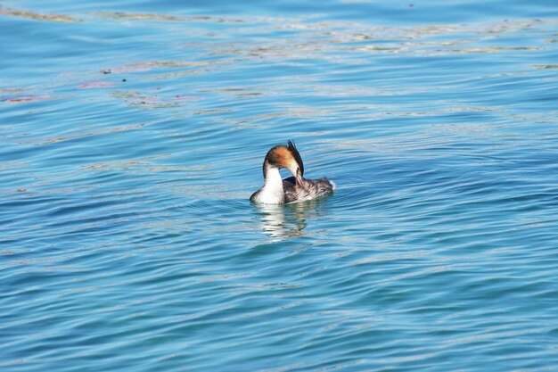 common merganser male is cleaning feathers on the water