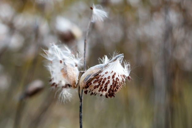 일반적인 유, Asclepias syriaca. 초가을에 마른 씨앗이 날아 다니는 나비 꽃 또는 비단 모낭