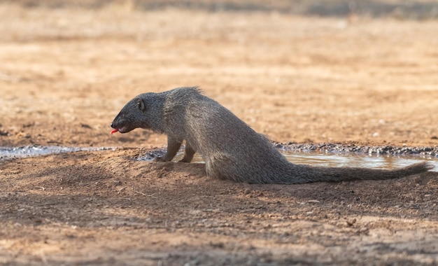 Common mongoose