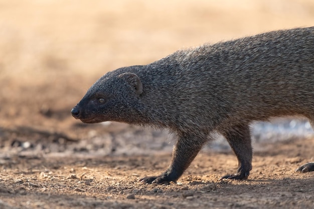 Common mongoose