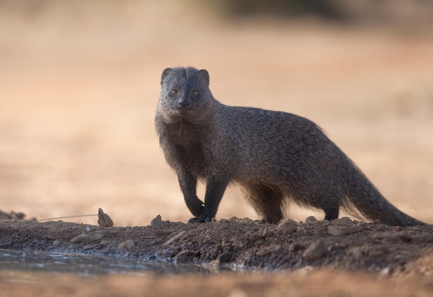 Common mongoose