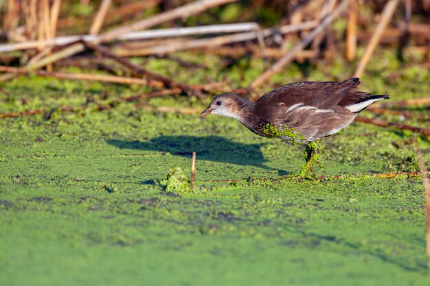 The common moorhen also known as the waterhen or swamp chicken