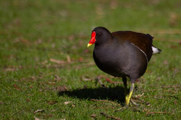 Photo common moorhen or european moorhen gallinula chloropus high quality photo