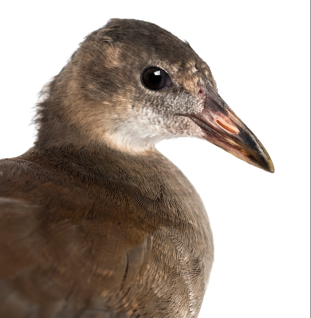 Common Moorhen, Gallinula chloropus는 흰색 배경에 대해 '늪지 닭'으로도 알려져 있습니다.