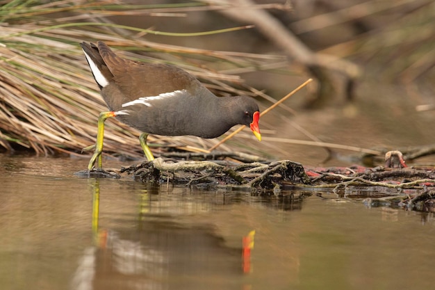 Обыкновенная камышница Gallinula chloropus Малага Испания