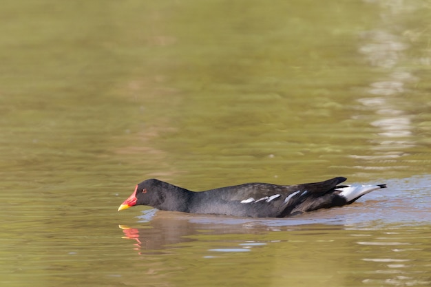 写真 バン、gallinula chloropus、晴れた日に湖で泳ぎ、頭を水に近づけて