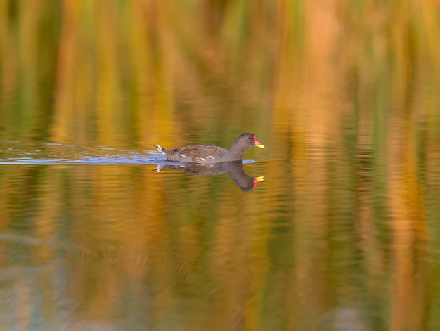 Вереск обыкновенный (Gallinula chloropus) плывет по спокойной воде озера с отражениями водных растений в мягком утреннем свете.