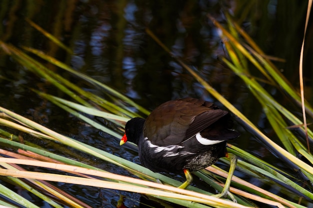 Common moorhen in natural habitat on South Padre Island, TX.