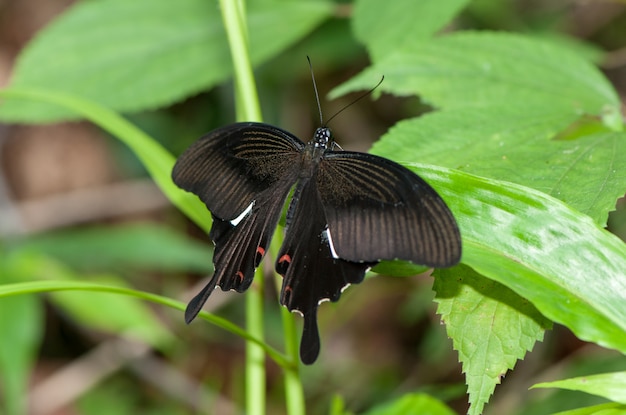 Common Mormon, Beautiful Butterfly