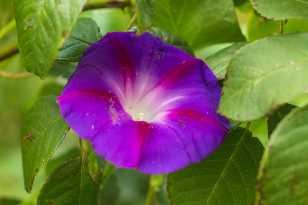 Common morning glory: a species of Morning glories, also known as Tall and Purple morning glory, it's botanical name is Ipomoea purpurea.