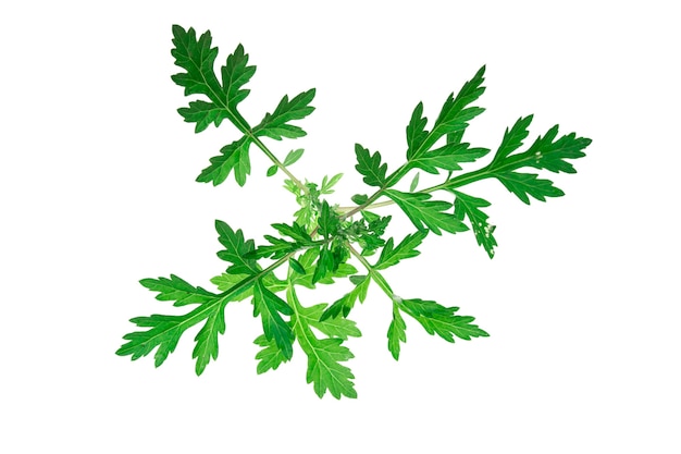 일반적인 쑥 Artemisia vulgaris 흰색 배경에 대해 격리