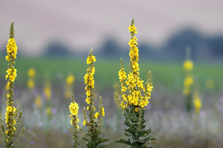 일반적인 mullein