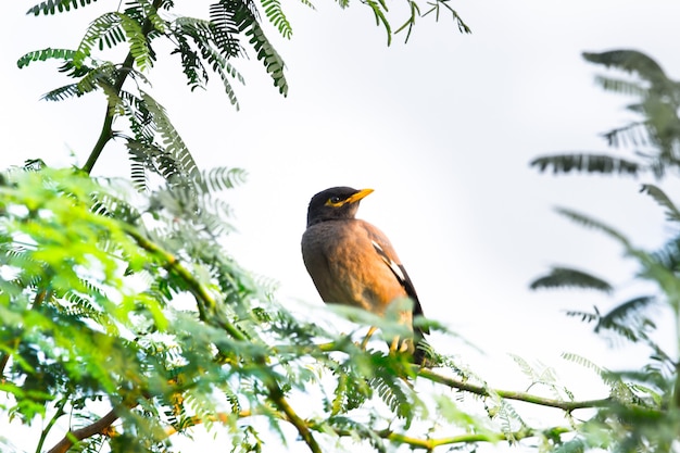 일반적인 myna 또는 acridotheres tristis 또는 긴 비행 후 나무에 자리 잡은 mynah로 철자