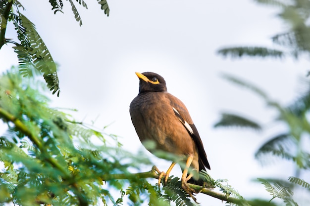 일반적인 myna 또는 acridotheres tristis 또는 긴 비행 후 나무에 자리 잡은 mynah로 철자