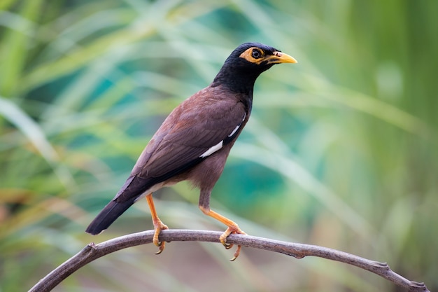 写真 タイの共通のmyna bird。