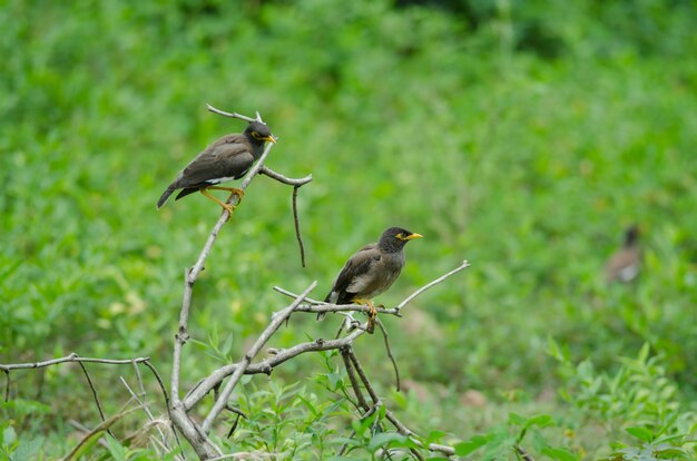 나무에 그친 일반적인 Myna 새