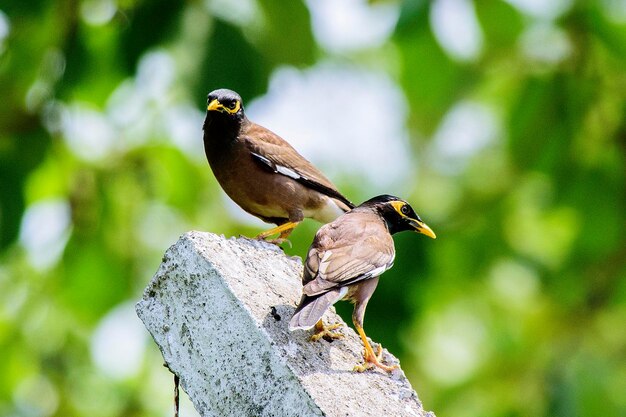 Common myna birds perching on concrete pillar