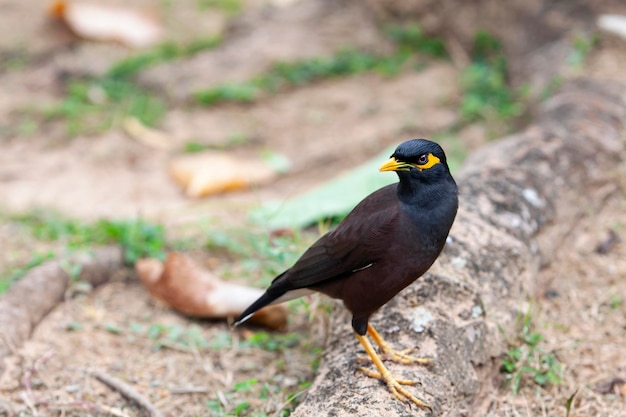 The common myna or Indian myna Acridotheres tristis sometimes spelled mynah