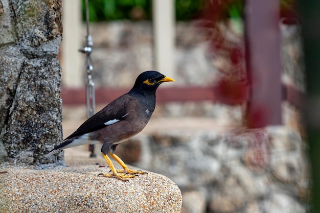 The common myna or indian myna is a bird in the family\
sturnidae native to asia