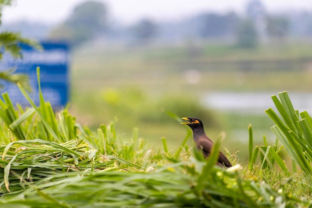 Photo common myna indian myna