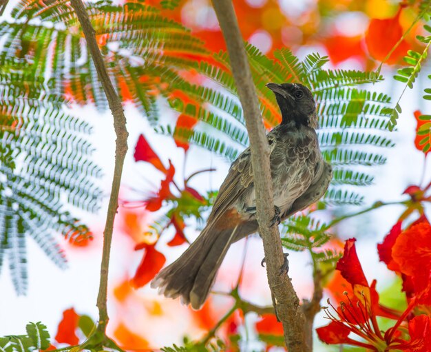 Foto myna comune all'aperto