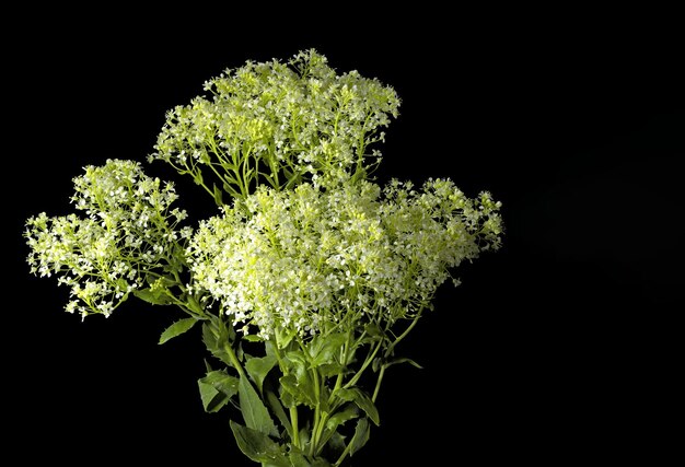 Common name Whitetop plant scientific name lepidium Draba Cardaria draba on black background