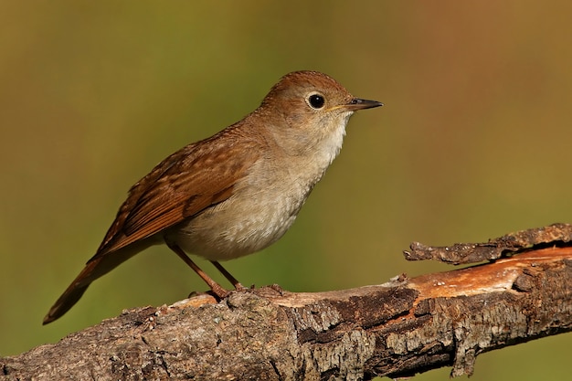 Common nightingale, birds, song birds, Luscinia megarhynchos