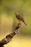 Photo common nightingale on a perch in an oak and pine forest with the last light of day