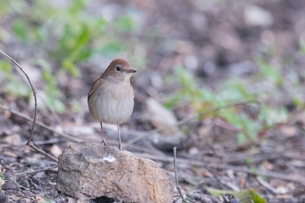 Photo common nightingale rufous nightingale or nightingale luscinia megarhynchos malaga spain