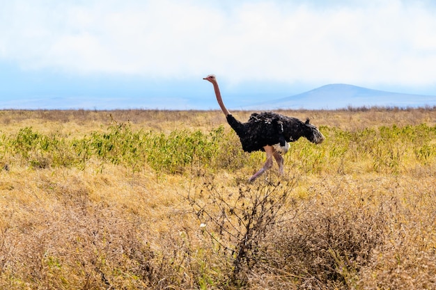 Common ostrich struthio camelus at the ngorongoro national park tanzania wildlife photo