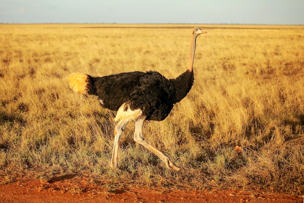 Common ostrich (Struthio camelus) walking on savanna in afternoon sunlight. Amboseli national park, Kenya