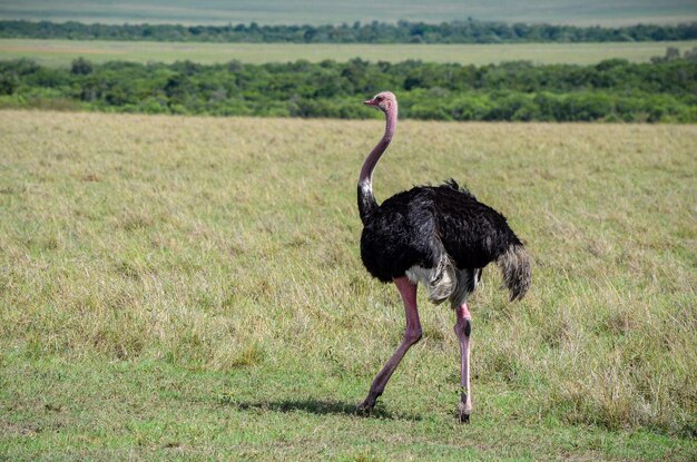 Common Ostrich walking in the savannah Masai Mara National Park Kenya Africa