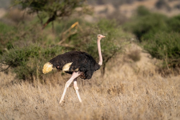 写真 普通のオオカミがカメラを見ながらサバンナを歩いています