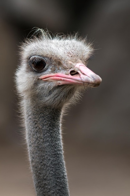 Common ostrich