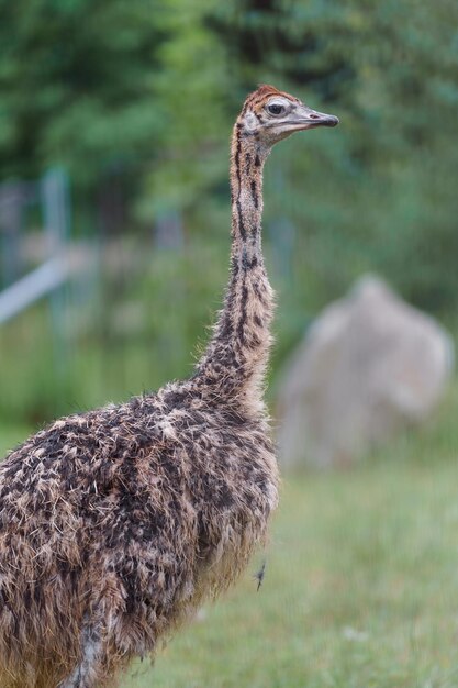 Common ostrich