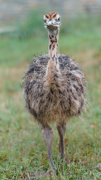 Common ostrich