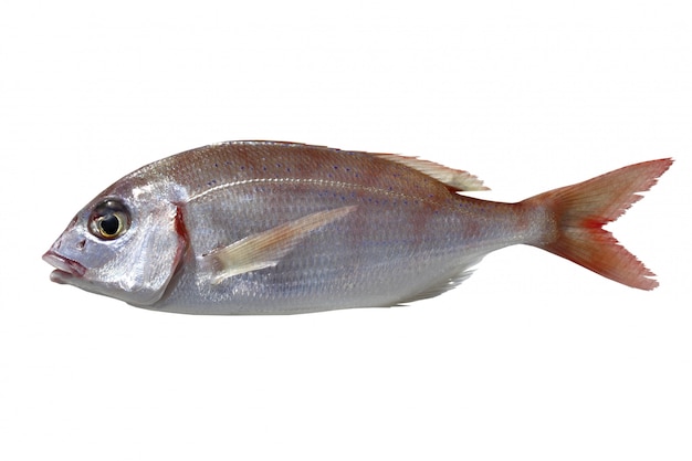 Pagellus erythrinus di pesce pandora comune