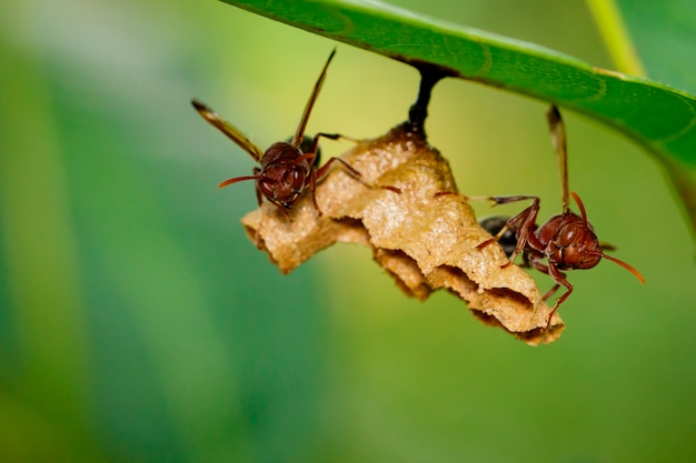 Common paper wasp on a plant in nature