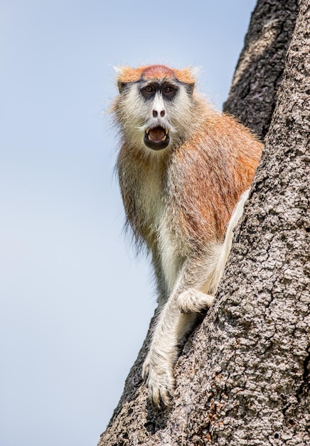 Comune di scimmia patas erythrocebus patas è seduto su un albero murchisons folls parco nazionale afrisa uganda