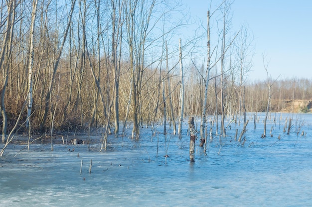 In common people near the shore are frozen trees.